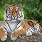 Bengal tiger vs siberian tiger