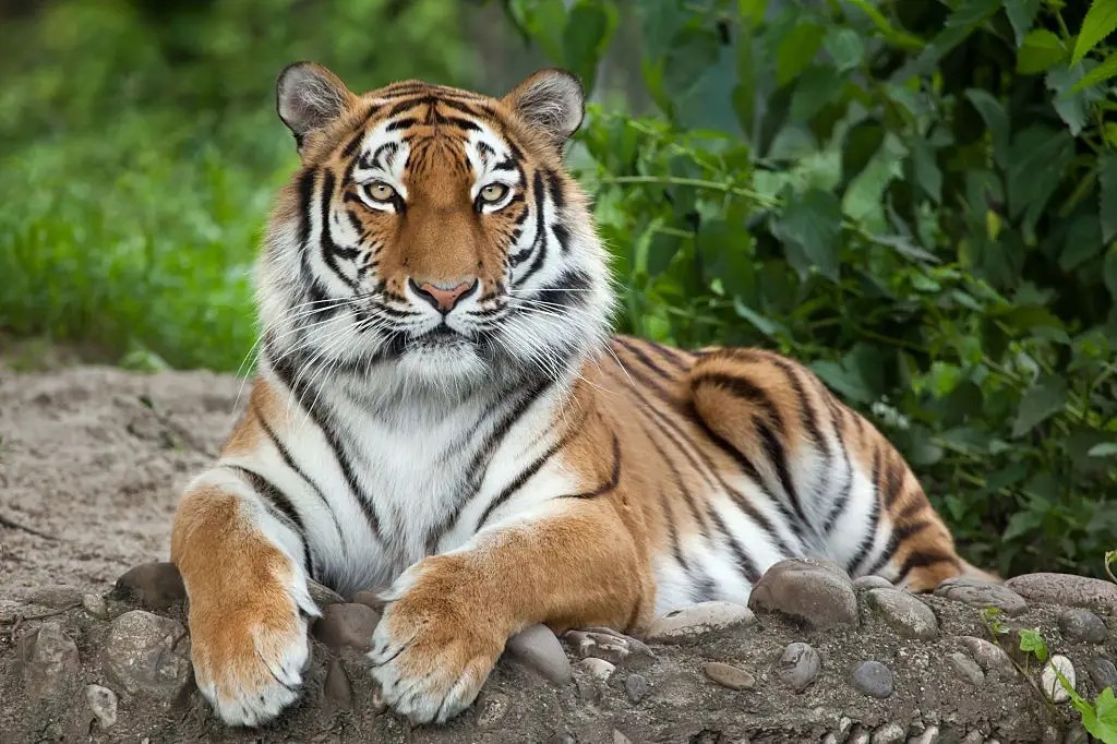 Bengal tiger vs siberian tiger