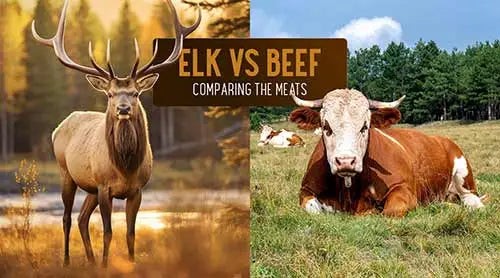 elk-vs-beef