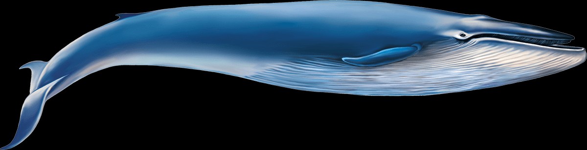 Blue Whale Size Comparison
