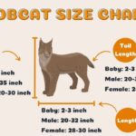 Bobcat animal size chart