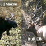 Bull Moose and Elk