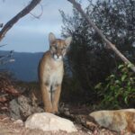 California mountain lion standing on rock.