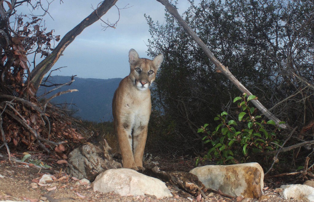 California mountain lion standing on rock.