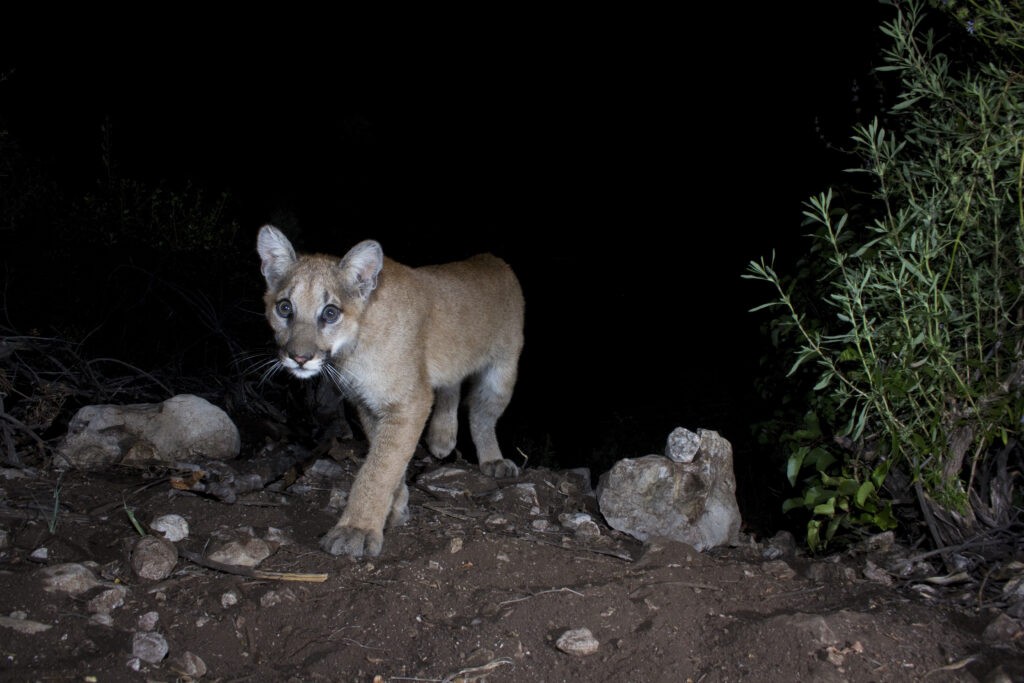 California mountain lion walking in the dark.