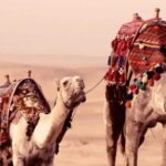 Dromedary Camel Running Fast