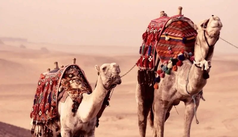 Dromedary Camel Running Fast