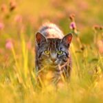 Cat hunting