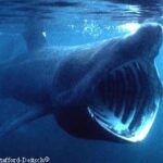 Basking Shark. Photo © Jeremy Stafford-Deitsch