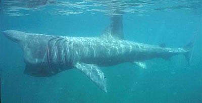 Basking Shark. Photo © Dan Burton