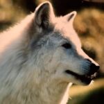 Wolf Pack Social Structure