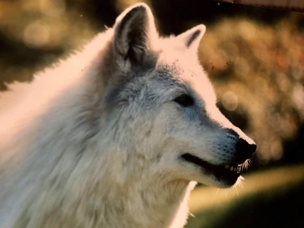 Wolf Pack Social Structure