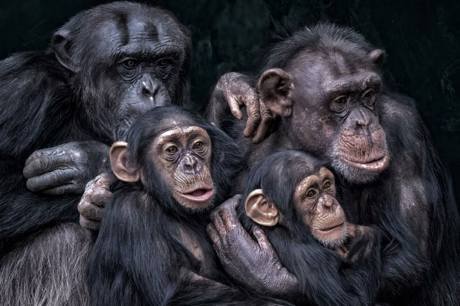 Detailed comparison of muscle fiber types in chimpanzees and humans