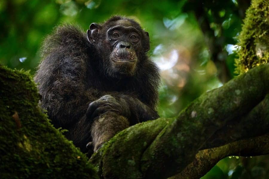 Chimpanzee showcasing its impressive arm strength