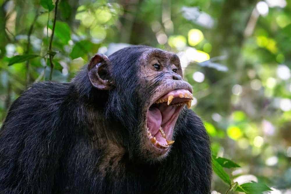Close-up of a chimpanzee's canine teeth, highlighting their potential for harm