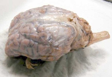 Sheep Brain Dura Mater