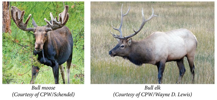 Moose antlers versus elk antlers