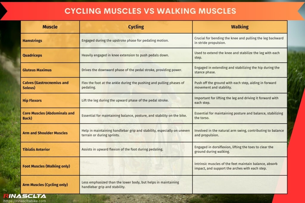 Walking and Cycling share common neuromuscular mechanisms