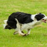 Border Collie is a highly intelligent and trainable dog breed