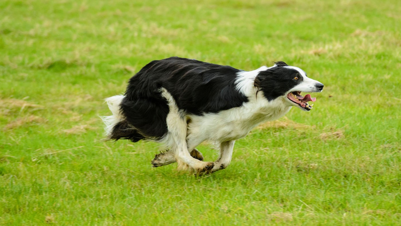 Border Collie is a highly intelligent and trainable dog breed