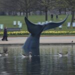 Blue Whale Size Comparison