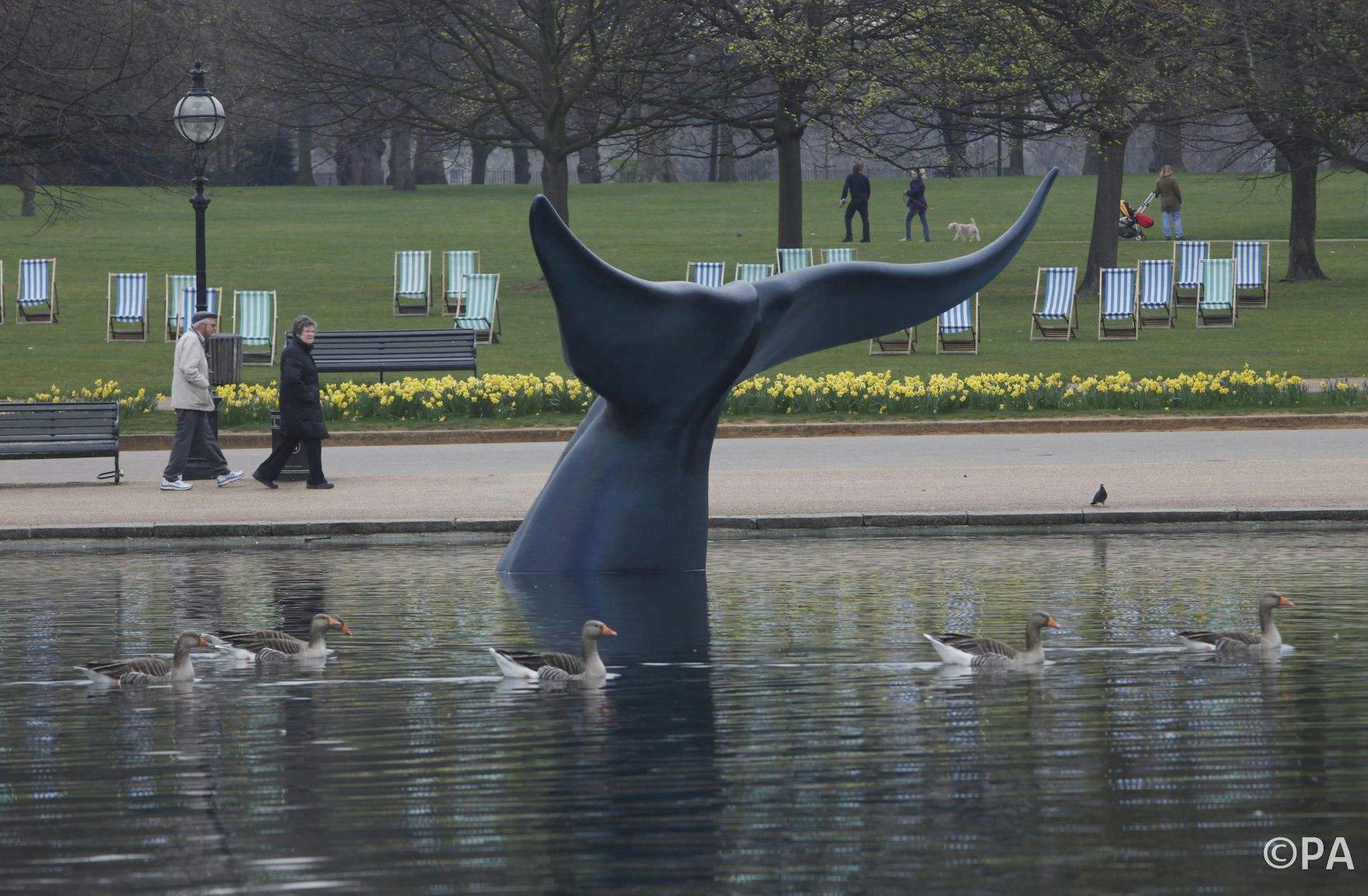Blue Whale Size Comparison
