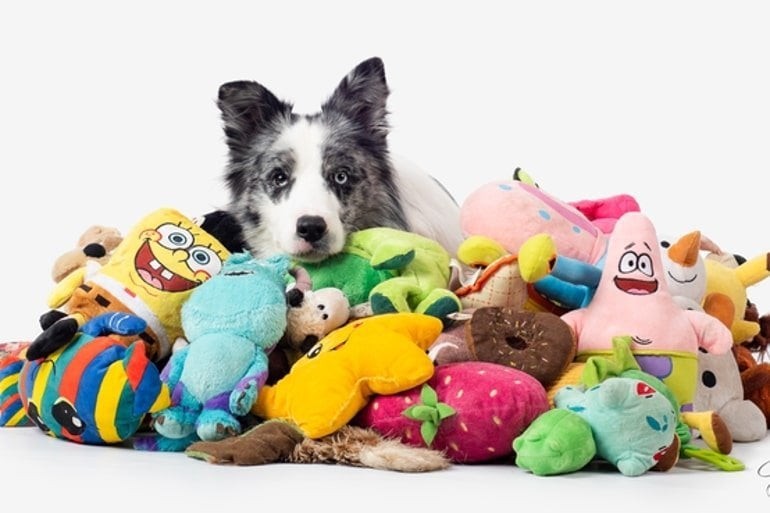 A dog with a lot of snuggly toys