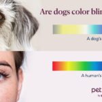color-comparison-chart-between-humans-and-dogs