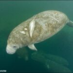 West Indian Manatee Scars