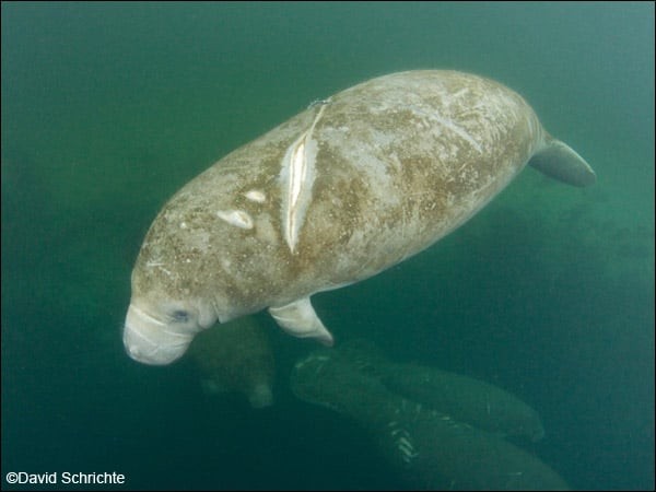 West Indian Manatee Scars