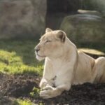 Asiatic Lion at Hertfordshire Zoo showing its golden fur