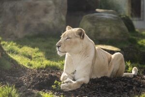 Asiatic Lion at Hertfordshire Zoo showing its golden fur