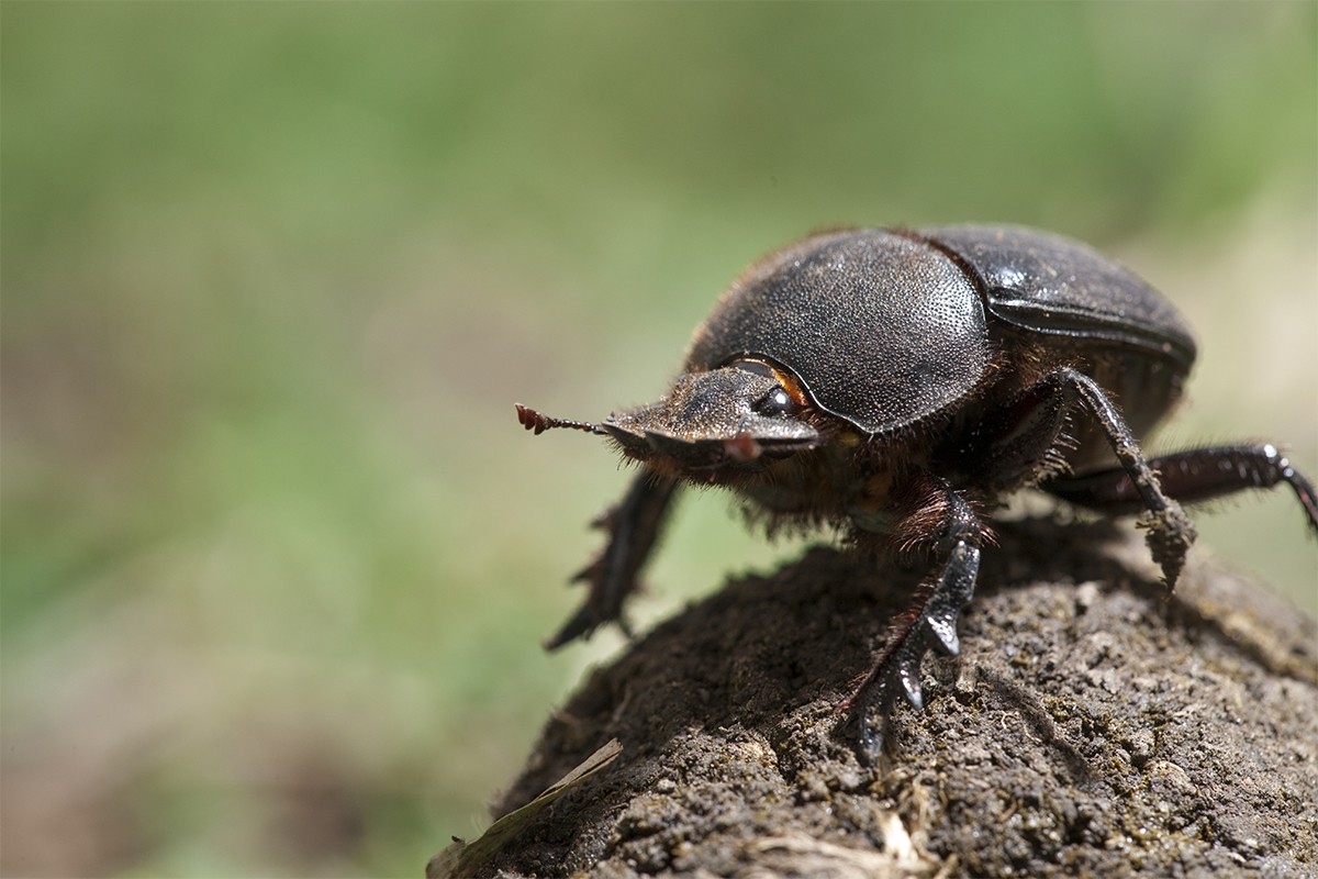 Dung beetle pushes dung ball
