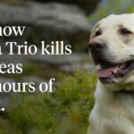 Studies show Simparica Trio kills 100% of fleas within 8 hours of treatment