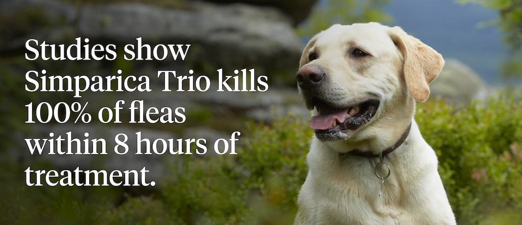 Studies show Simparica Trio kills 100% of fleas within 8 hours of treatment