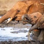 Elephant Trunks
