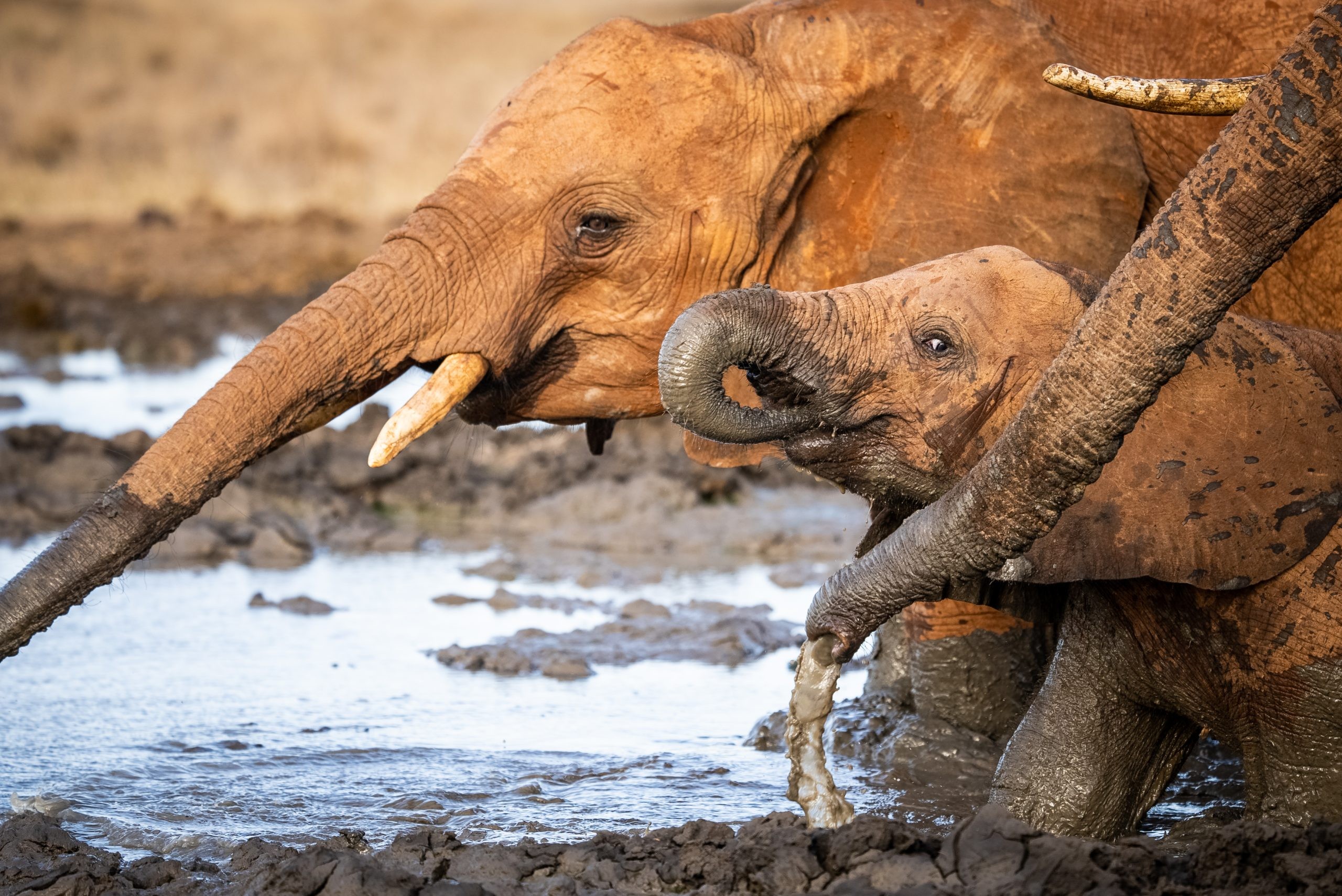 Elephant Trunks