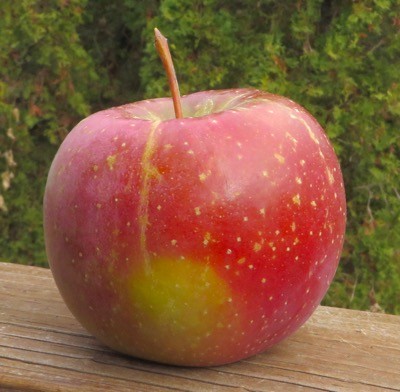 Evercrisp apple