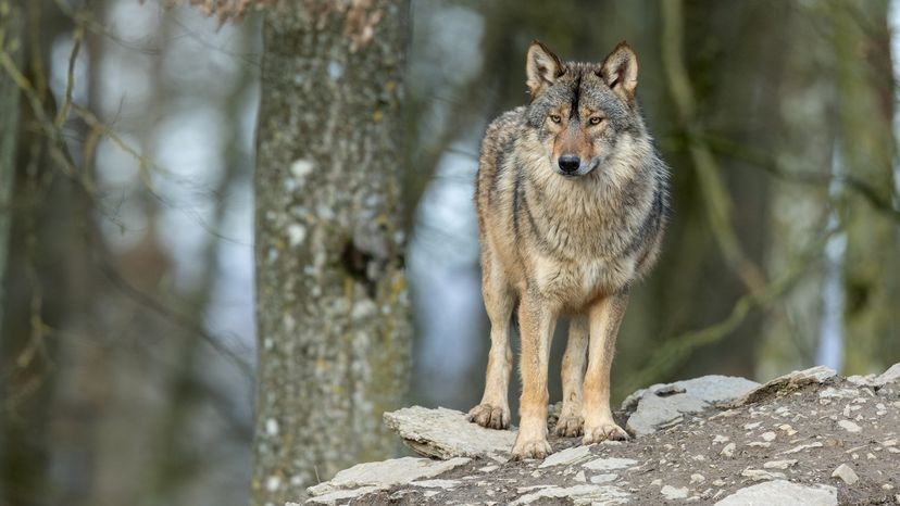 Canadian Timber Wolf