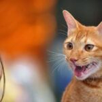 A picture of a lot of cats