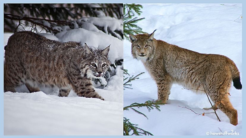 Bobcat Lynx Size Comparison