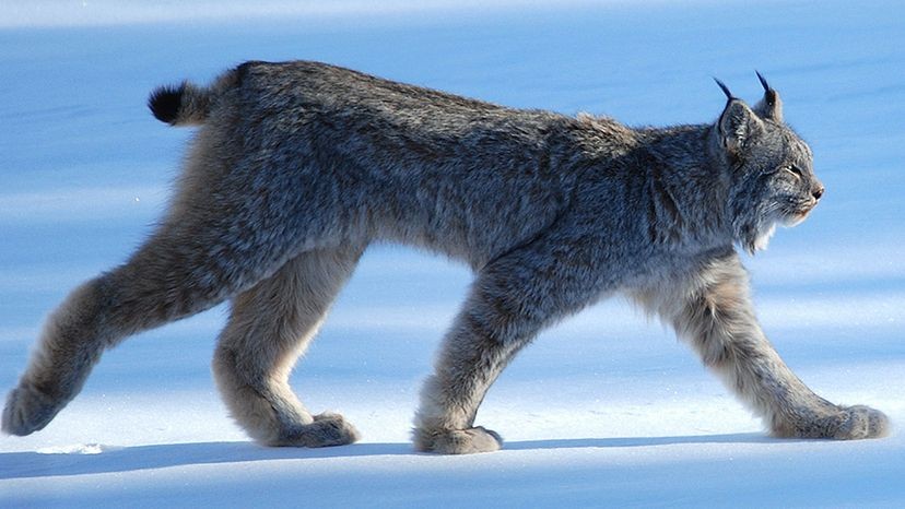 Lynx Paws in Snow