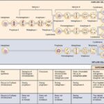 Comparing Meiosis and Mitosis Daughter Cells: Meiosis produces four genetically diverse haploid cells through two divisions, while mitosis yields two identical diploid cells in one division.