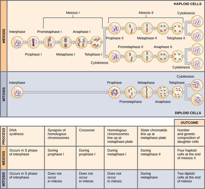 Comparing Meiosis and Mitosis Daughter Cells: Meiosis produces four genetically diverse haploid cells through two divisions, while mitosis yields two identical diploid cells in one division.