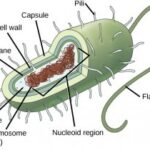 Prokaryotic Cell Structure