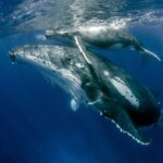 Female whales live long after their reproductive window