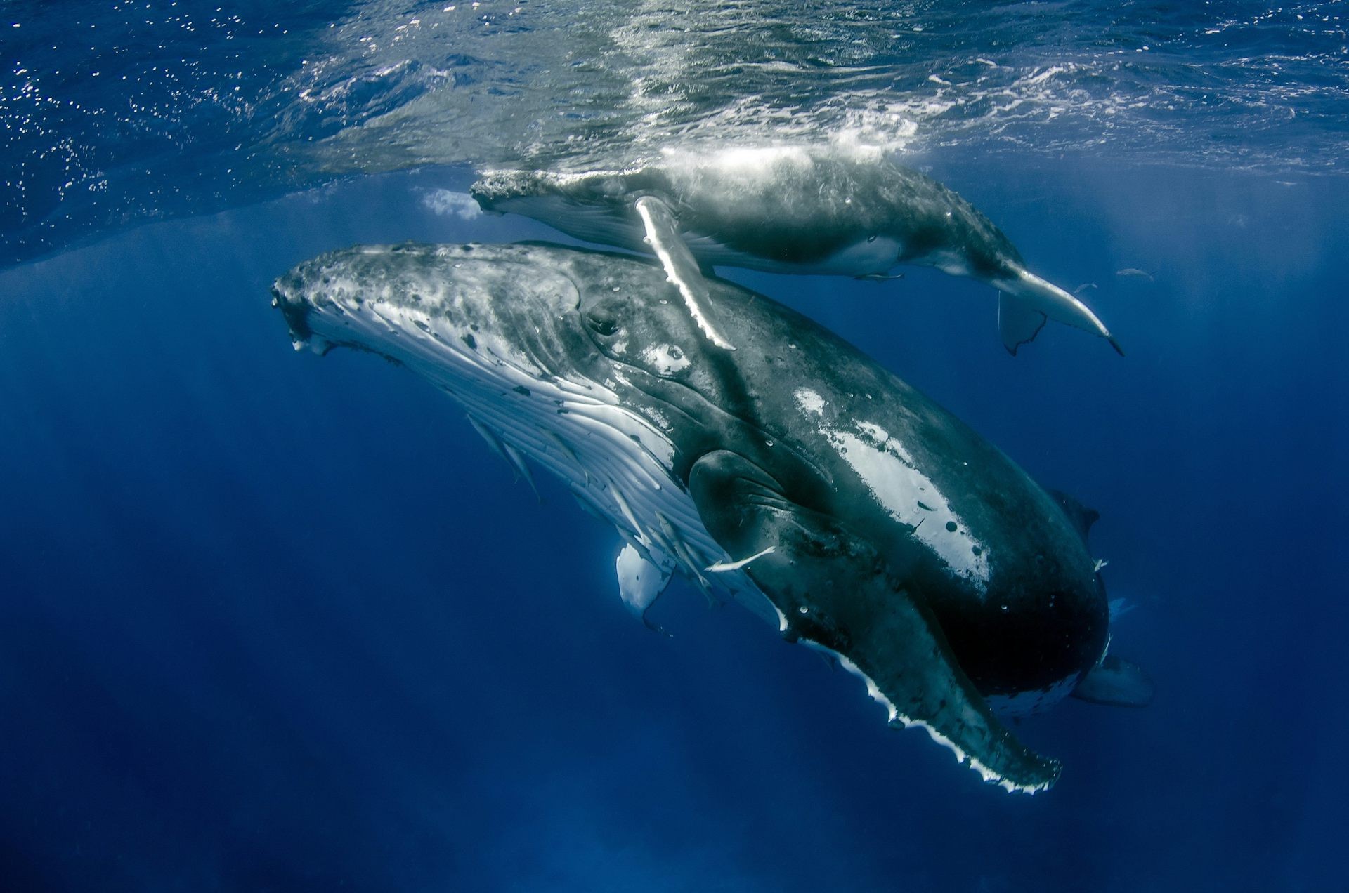 Female whales live long after their reproductive window