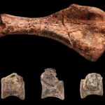 Fossil fragments from Nyasasaurus, the first dinosaur