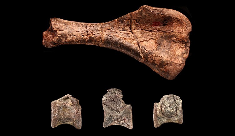 Fossil fragments from Nyasasaurus, the first dinosaur