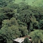 Costa Rican forest and grassland